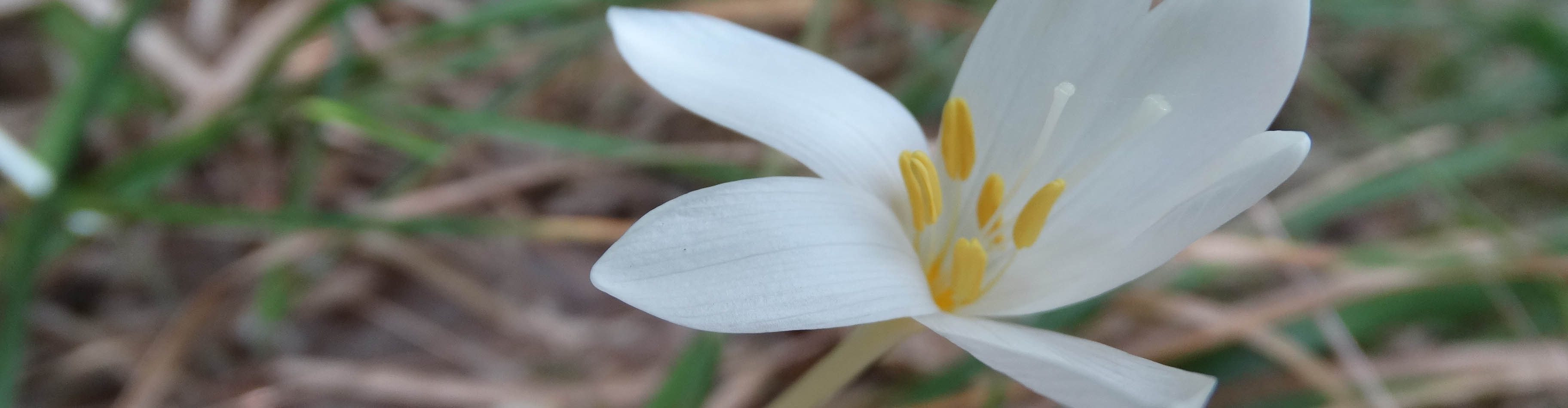 İstanbul'un Endemik Bitkilerini Tanıyalım