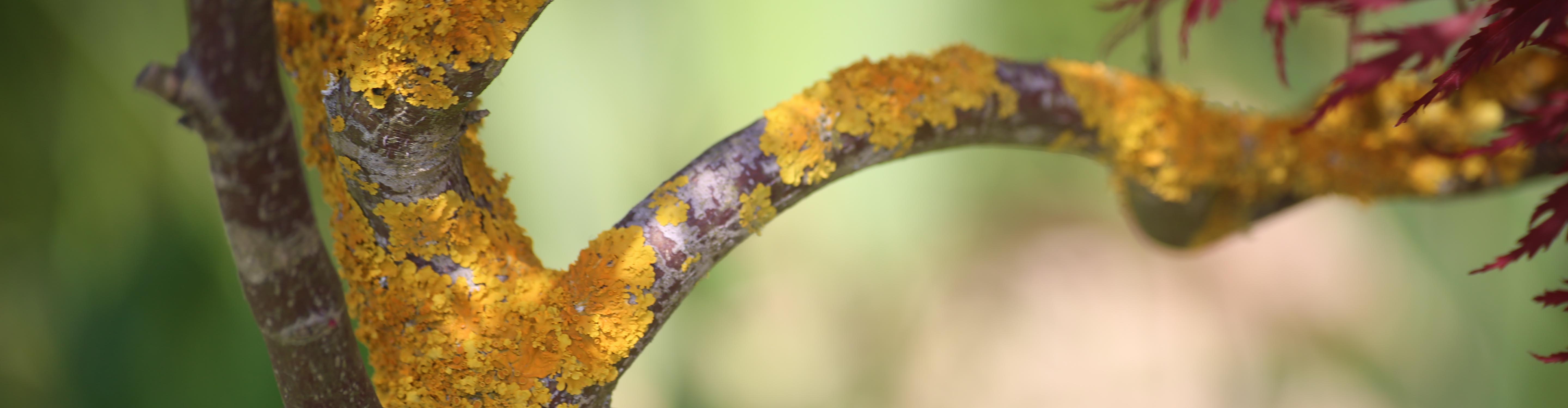 Tarihi Korularda Flora Tespiti Ve Tanıtım Eğitimi