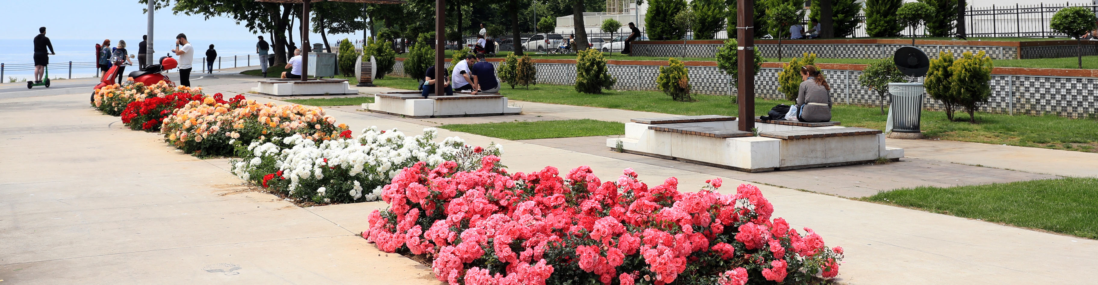 Gül Bahçelerimizdeki Güller Açtı