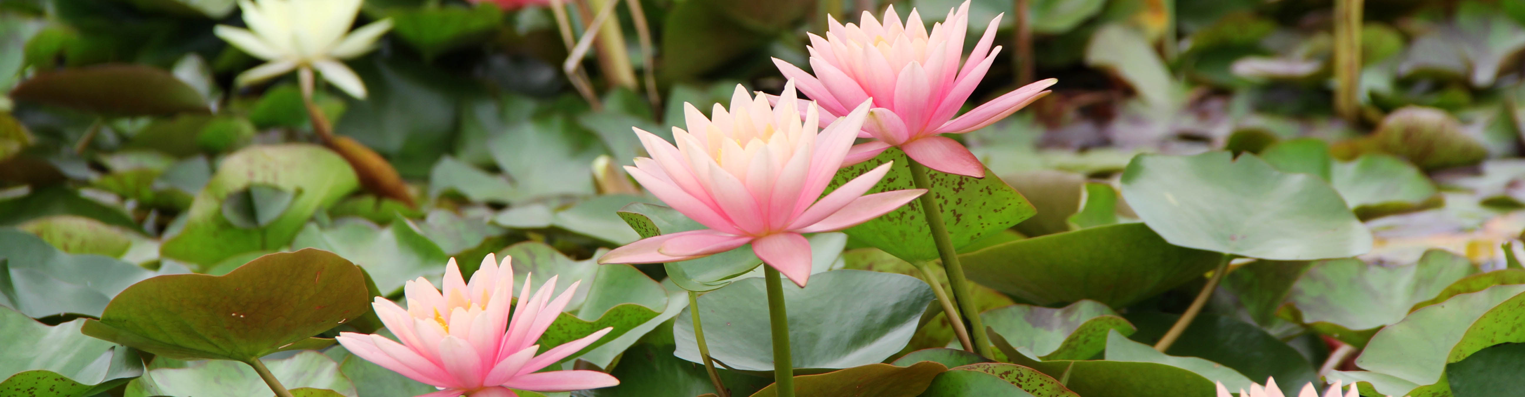 Nelumbo (Lotus Çiçeği), Parklarımızda Çiçek Açmaya Devam Ediyor
