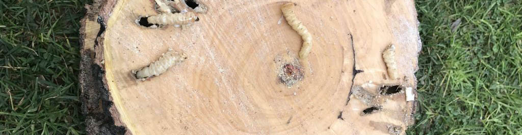 Turunçgil Uzun Antenli Böceği Mücadelesi