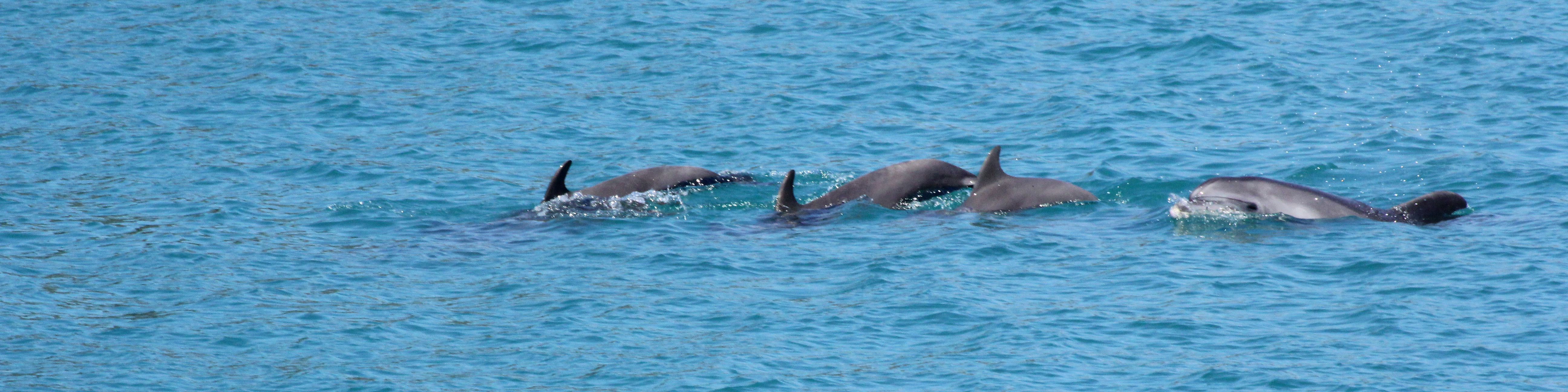 İstanbul'un Yunusları 