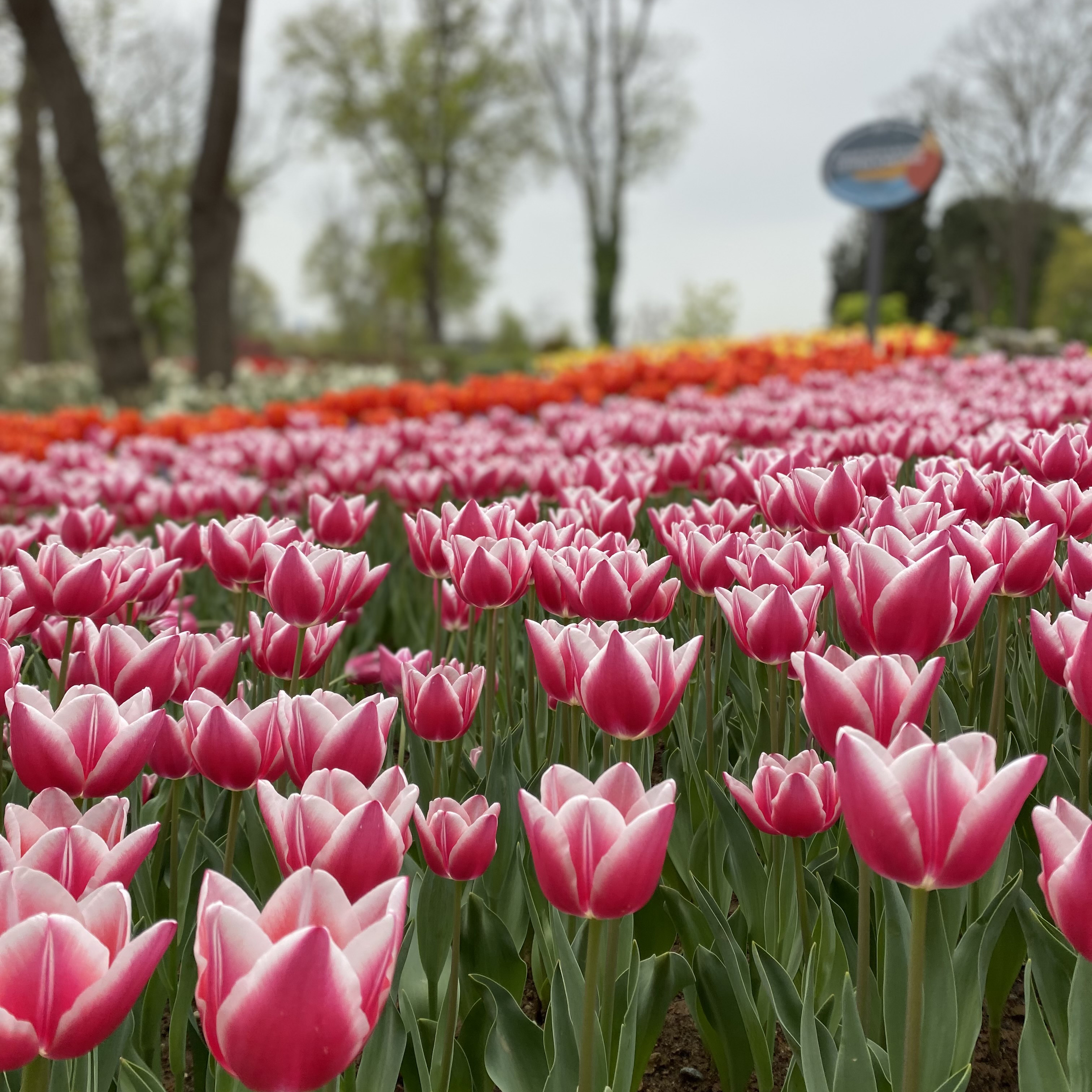 İstanbul Lale Bayramına Hazır