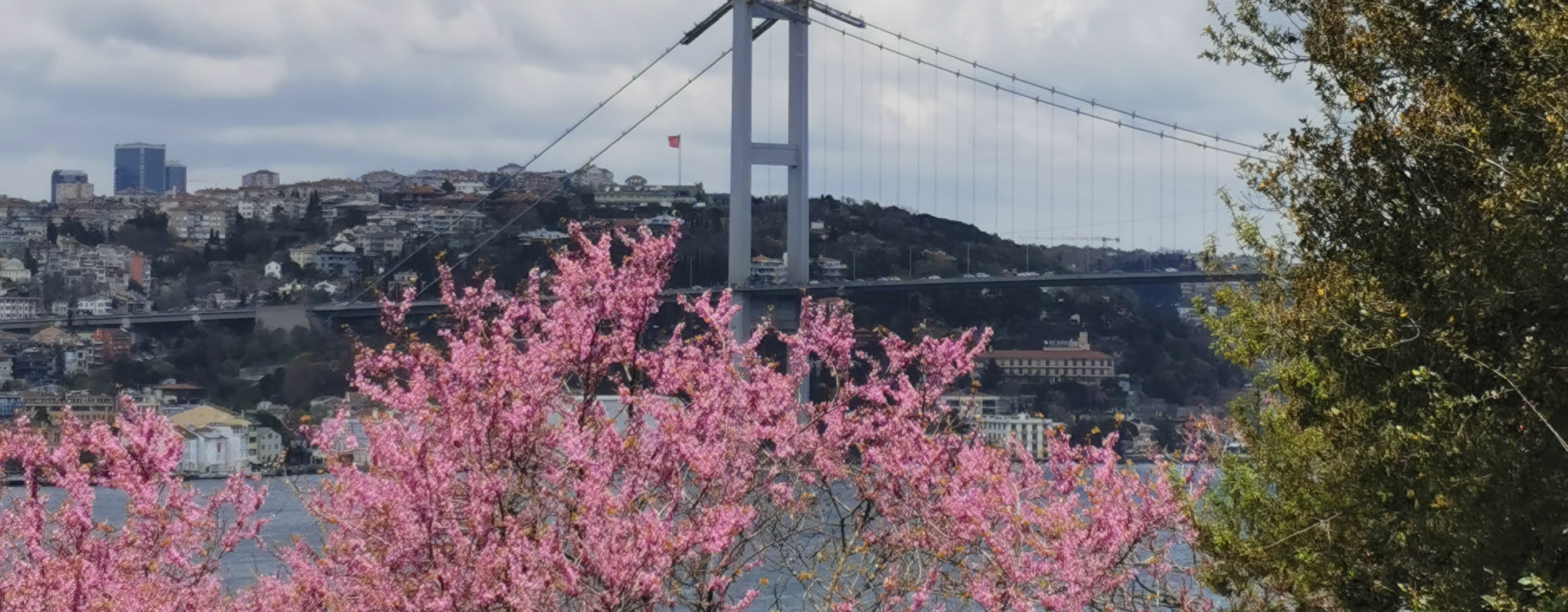 İstanbul Boğazının Baharı Müjdeleyen Simgesi ‘’ ERGUVAN’’