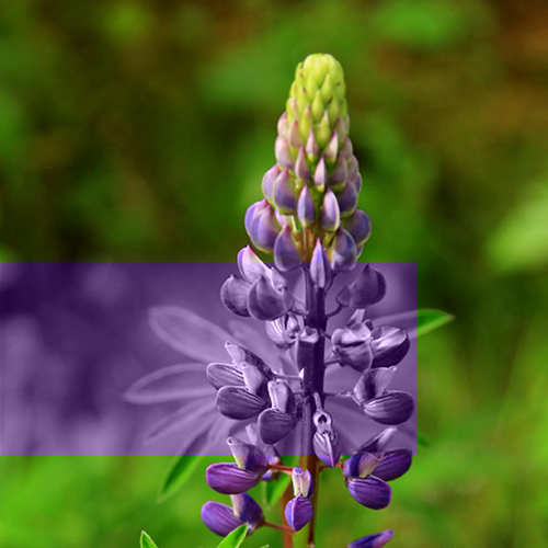 Bütünsel Yaklaşım