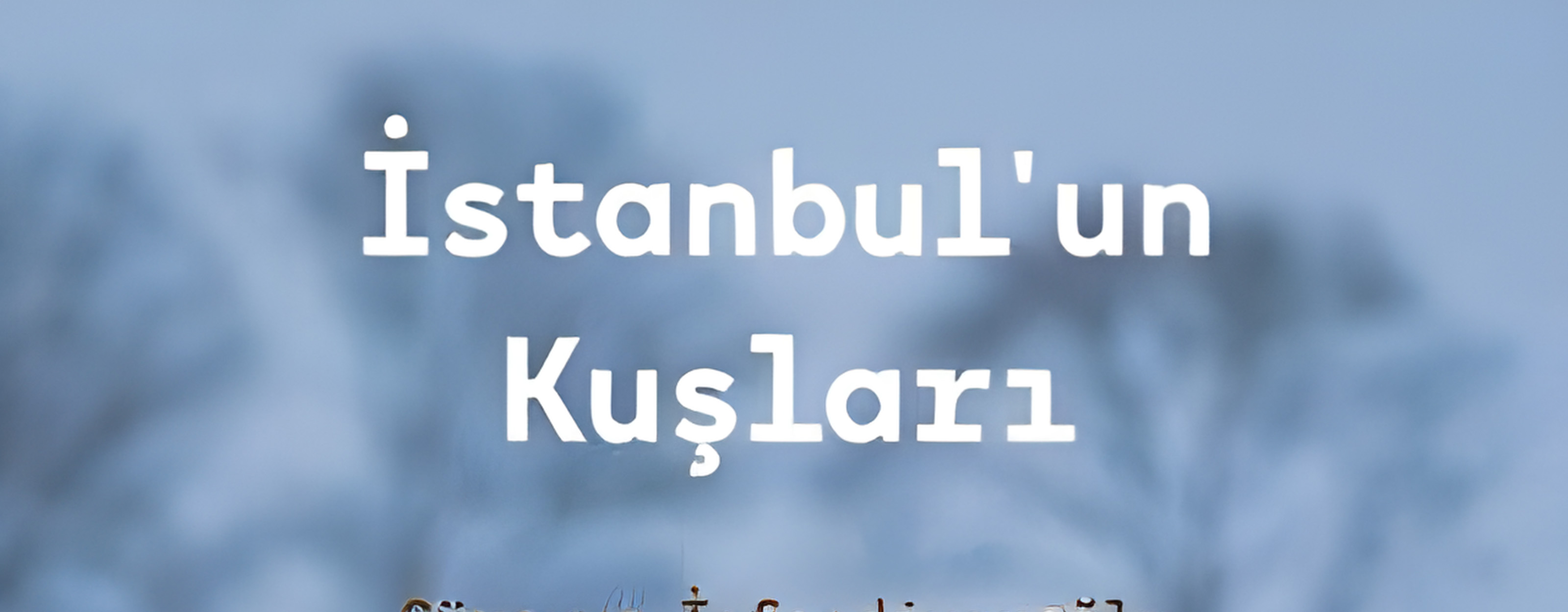İstanbul'un Kuşları