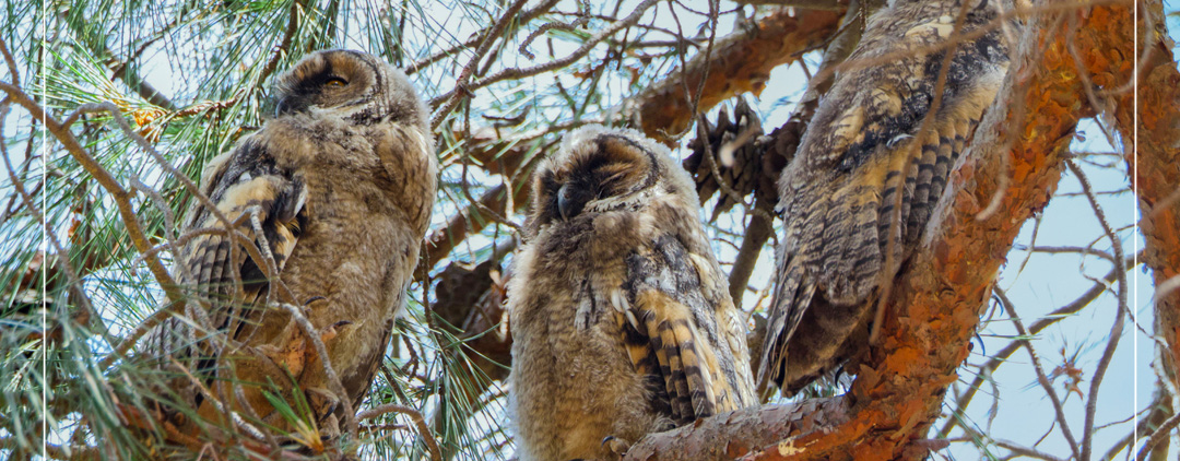 Florya’nın Yeni Sakini Kulaklı Orman Baykuşu