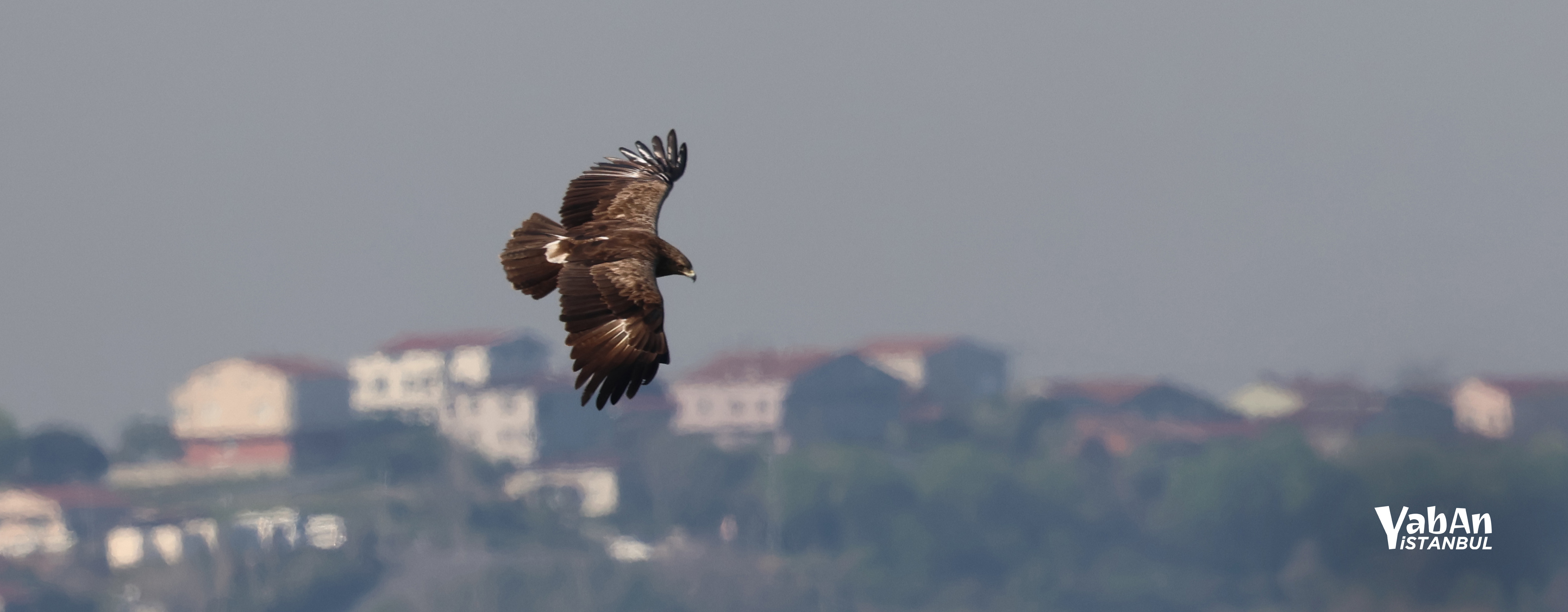 İstanbul Boğazı Yırtıcı Kuş Sayımı