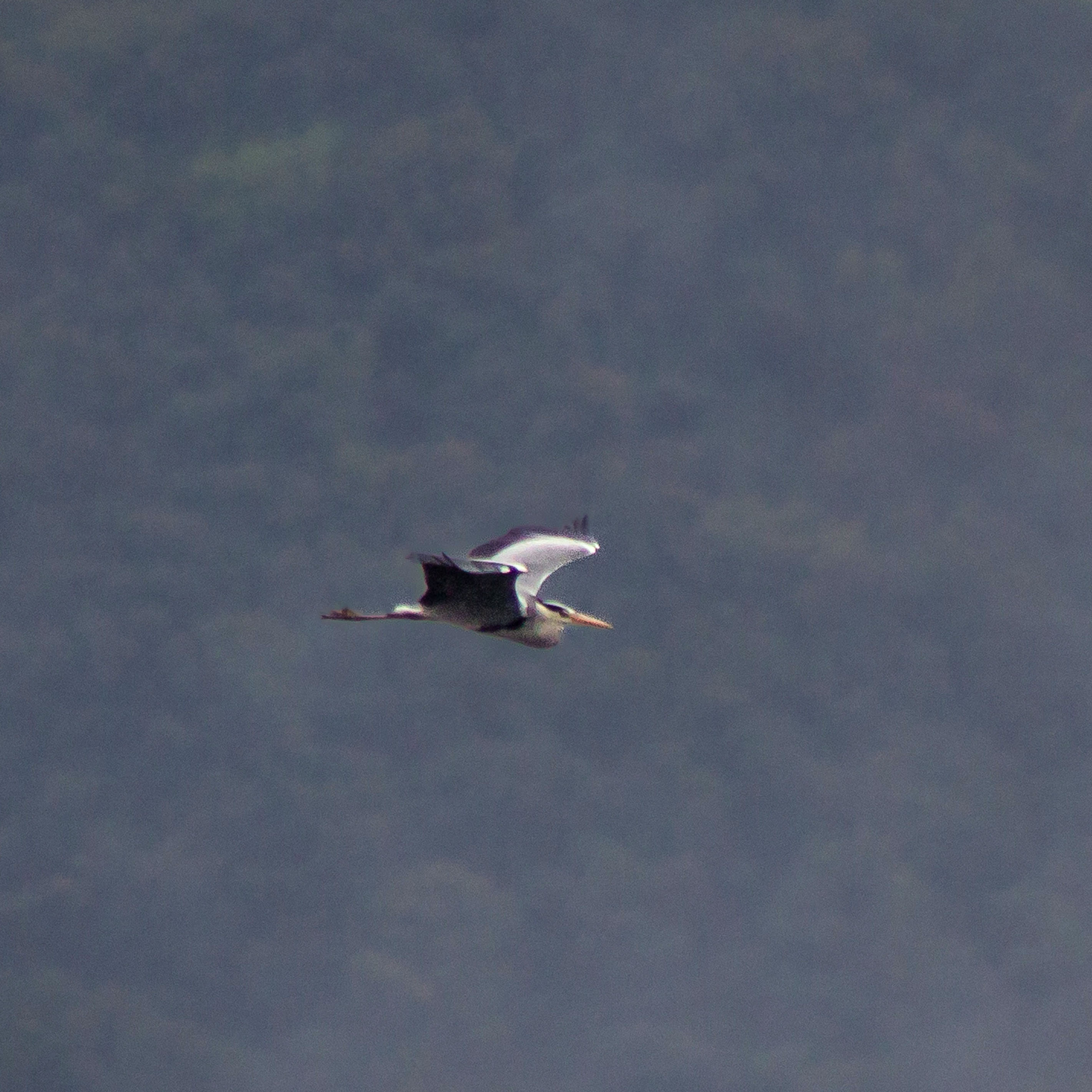 Leyleği Havada Gördüm Etkinliği Gerçekleştirildi