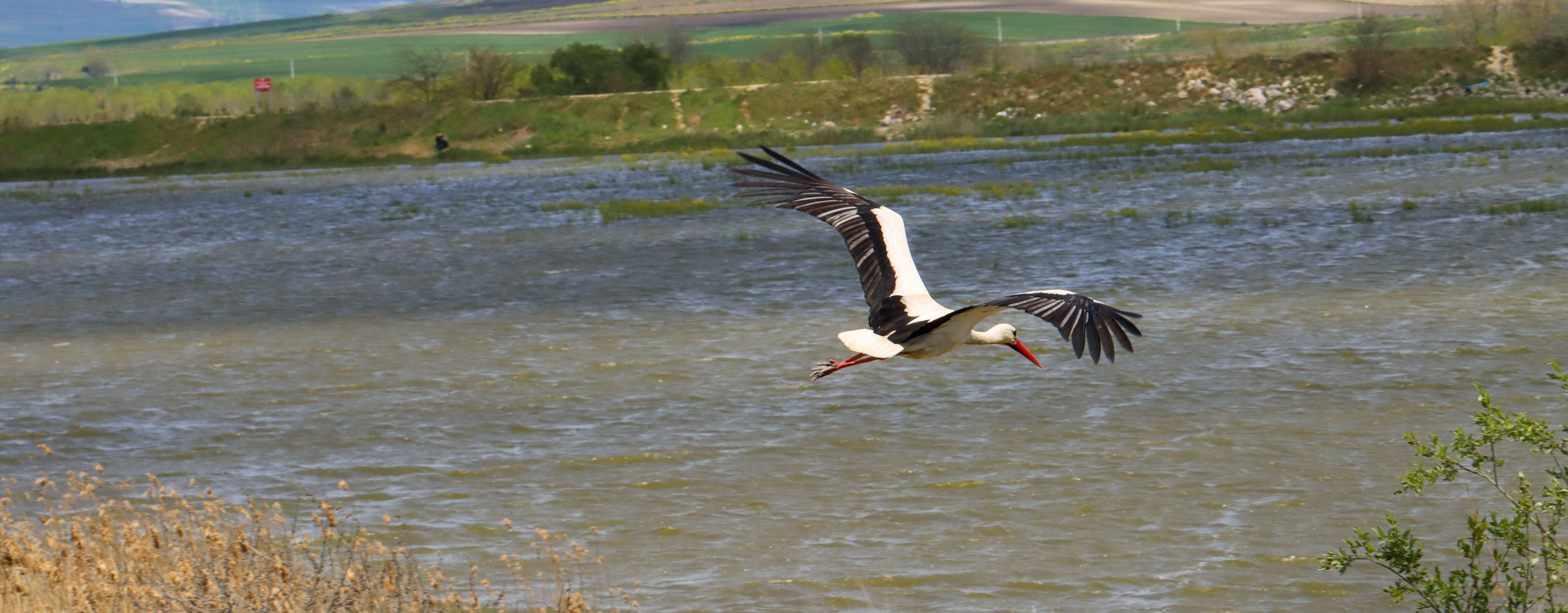İstanbul’da Leyleklerin Sonbahar Göçü Başladı